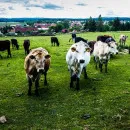 В Татарстане выбрали самую красивую корову