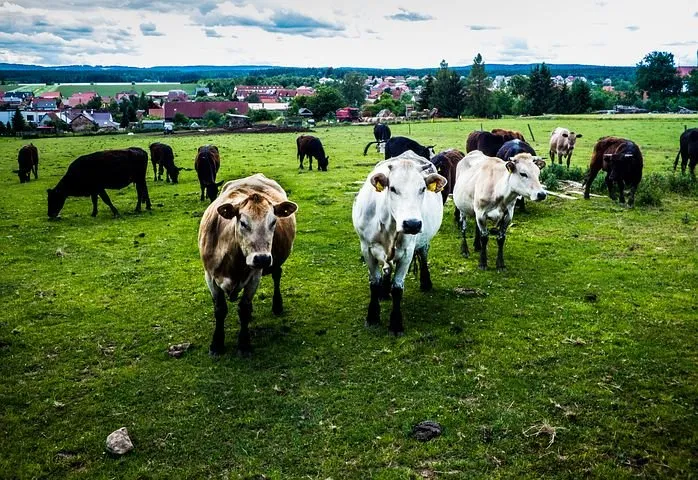 В Татарстане выбрали самую красивую корову 