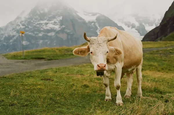 «Август-Камское Устье» в 2023 году планирует реконструкцию молочной фермы в Сюкеево на 600 дойных коров