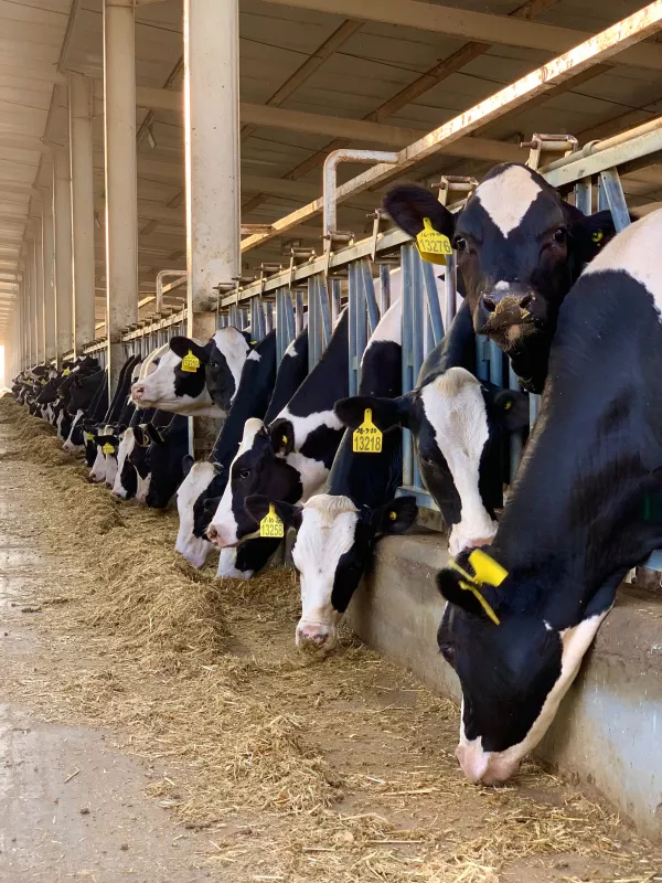 Минсельхозпрод Татарстана объяснил снижение закупочной цены на молоко
